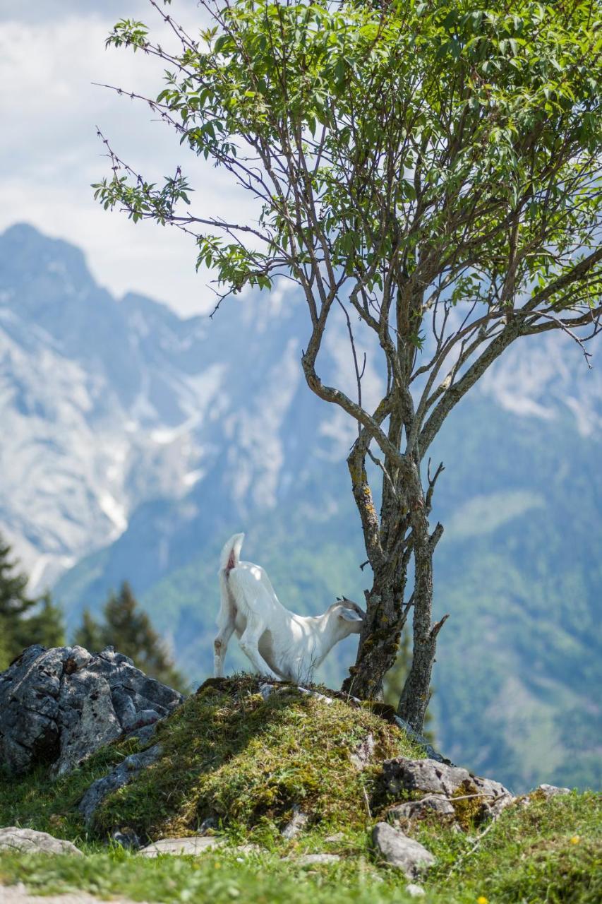 Ritzau Alm Hotell Ebbs Exteriör bild